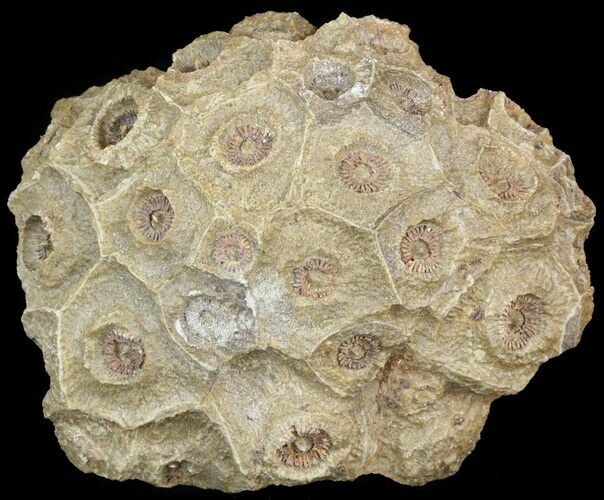 Fossil Coral (Actinocyathus) Head - Morocco #44862